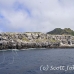 island_wolf_wolf_h_0001_ecu0141.jpg